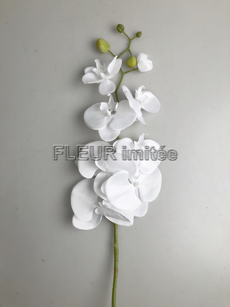 Orchidea  phal.96cm 4b. 30/180