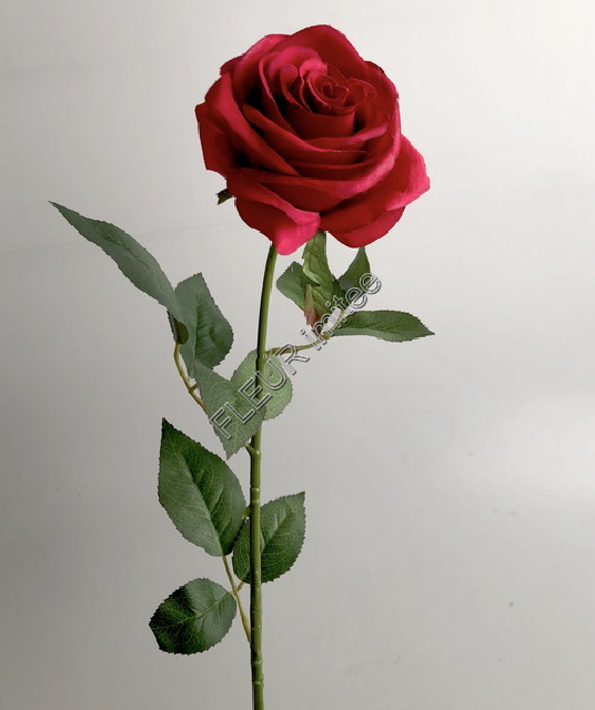 Růže ZaM  67cm 24/240