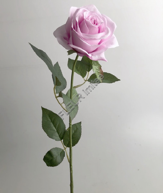 Růže ZaM  67cm 24/240