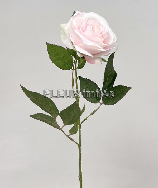 Růže ZaM  67cm 24/240
