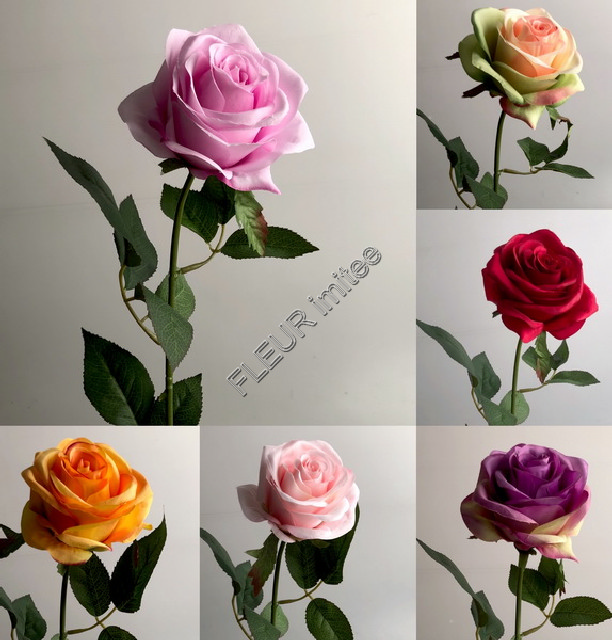 Růže ZaM 10b.67cm 24/240