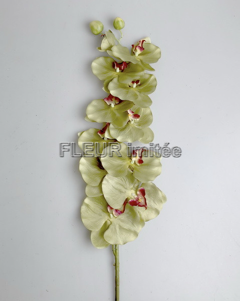 Orchidea max.10kv. 130cm  6/48