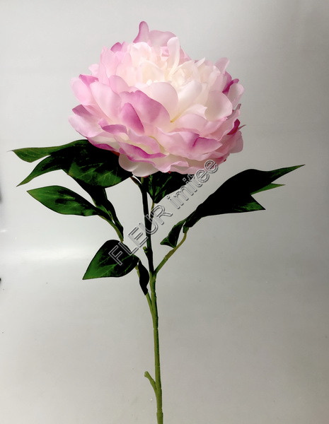 Pivoňka x1 10/70cm    12/240