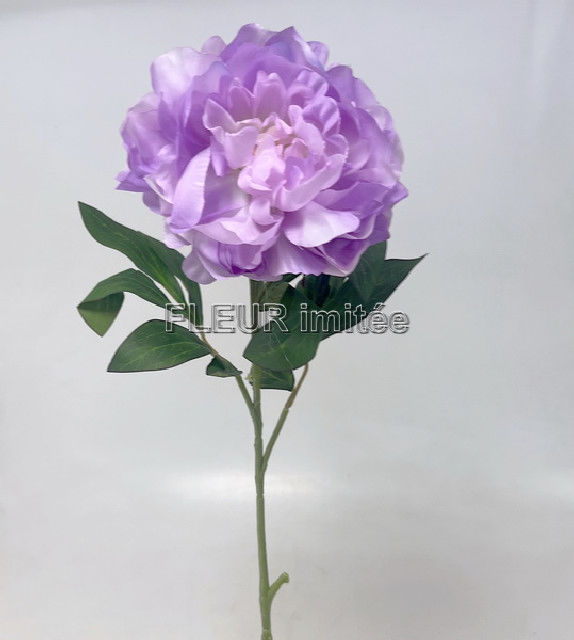 Pivoňka x1 10/70cm    12/240