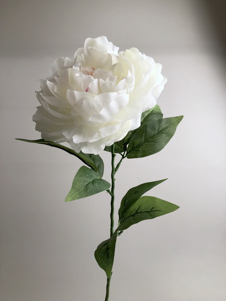 Pivoňka x1 10/70cm    12/240