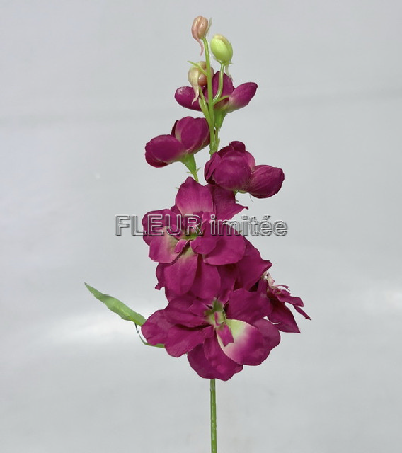 Delphinium záp.23cm S476 12/120