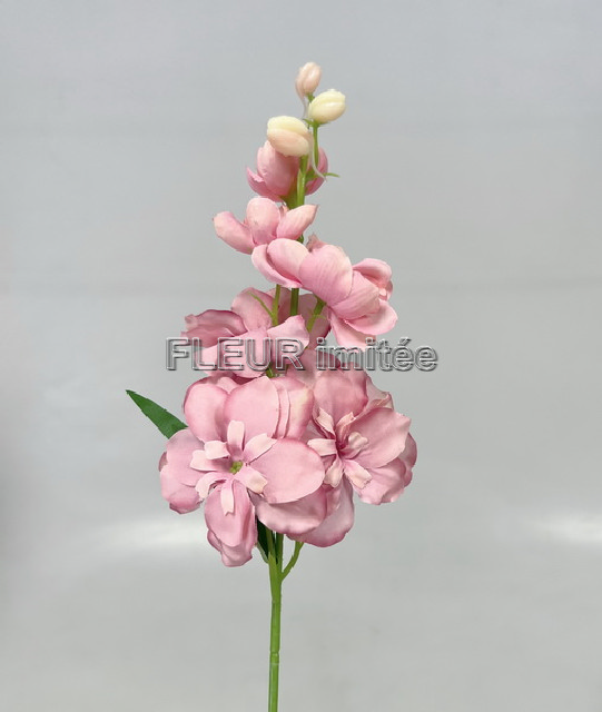 Delphinium záp.23cm S476 12/120