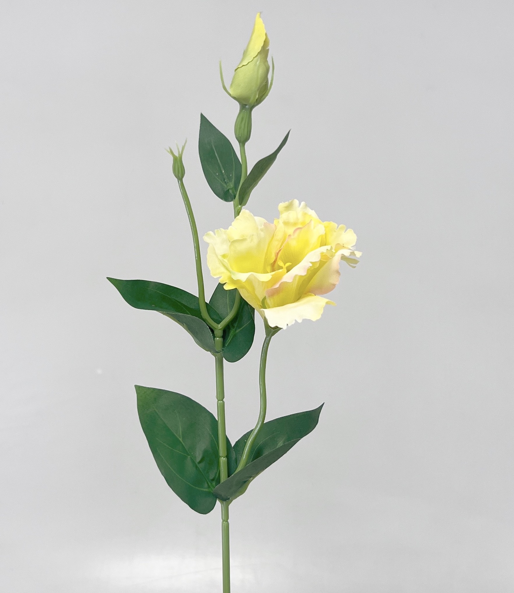 Eustoma x2 49cm 12/180