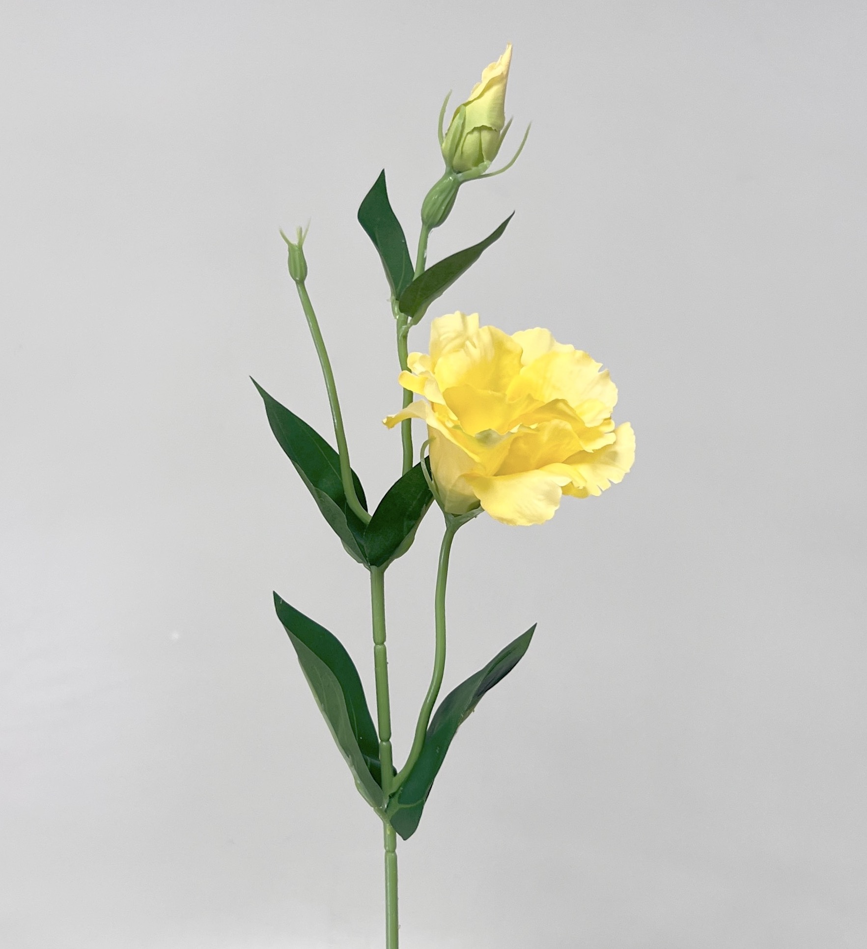 Eustoma x2 49cm 12/180