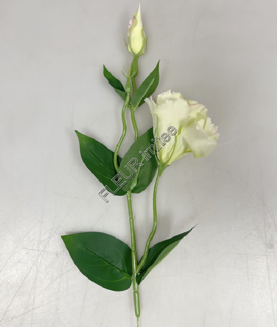 Eustoma x2 49cm 12/180