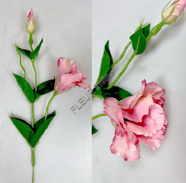 Eustoma x2 49cm 12/180