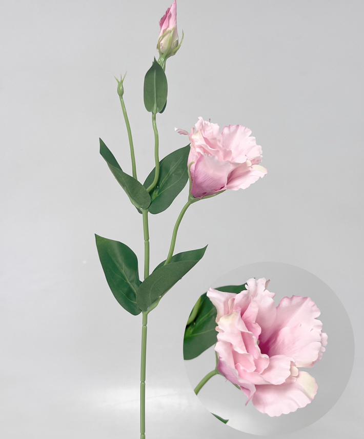 Eustoma x2 49cm 12/180