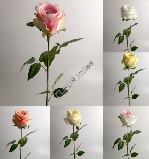 Růže Ohio x1 67cm 24/240
