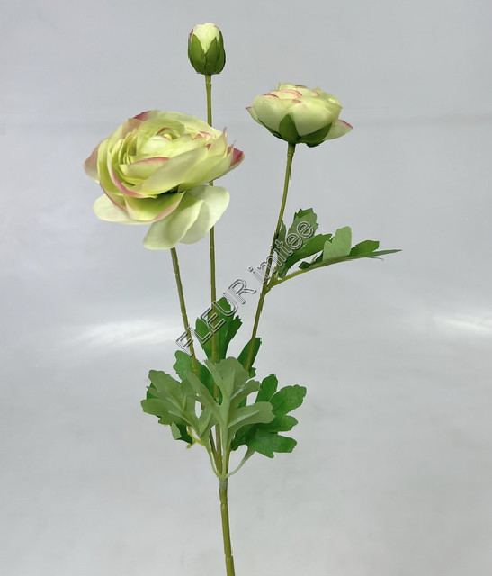 Ranunculus x3 55cm 6/144