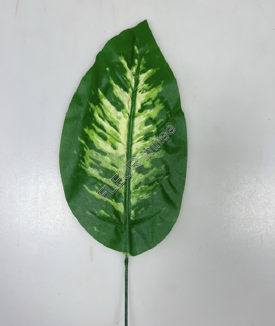 List dieffenbachia 1/360