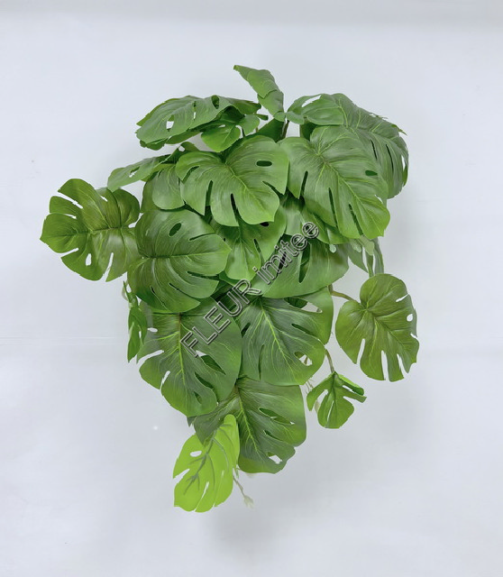 Monstera Thai 55cm 12/72