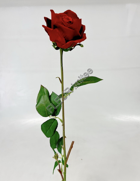 Růže x1 ROBE 60cm 12/96