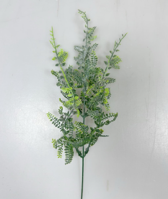 Asparagus 38cm 24/432