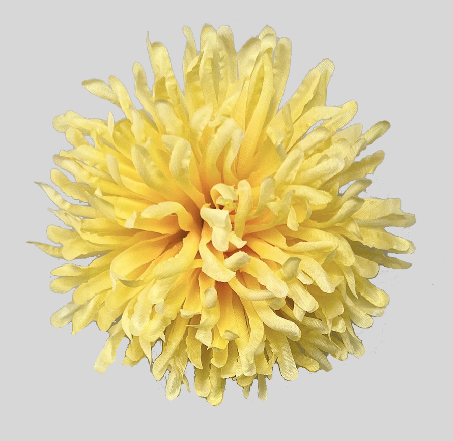 Chryzantéma 