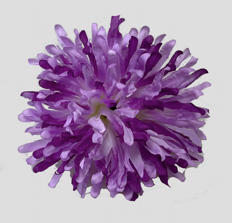 Chryzantéma 