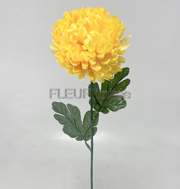 Chryzantéma  6012cm  12/144