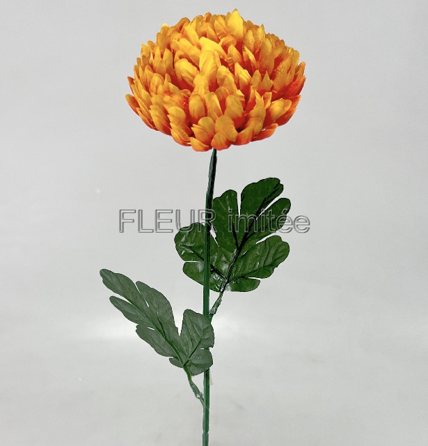 Chryzantéma  6012cm  12/144