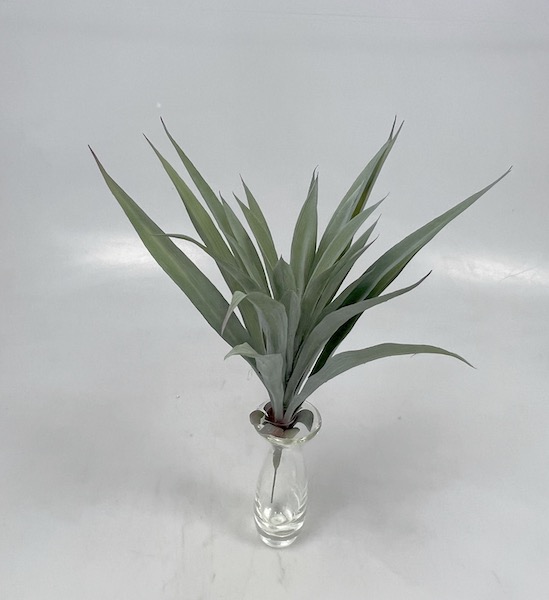 Agave záp.40cm 1/12