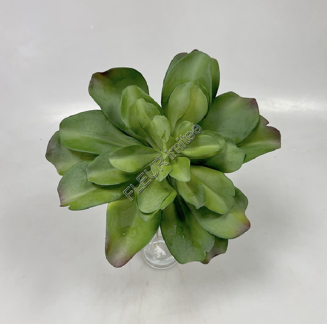 Echveria 35cm 1/6