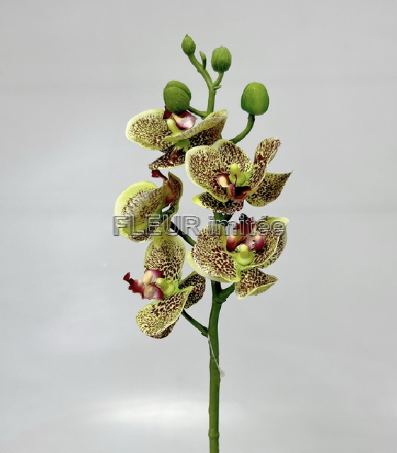 Orchidea phal. x5 46cm latex 24/288