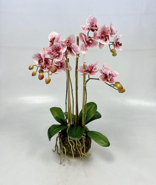 Orchidea x4 v balu 51cm