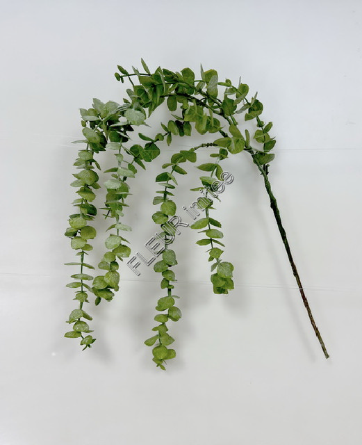 Eukalypt pop. 76cm 12/144