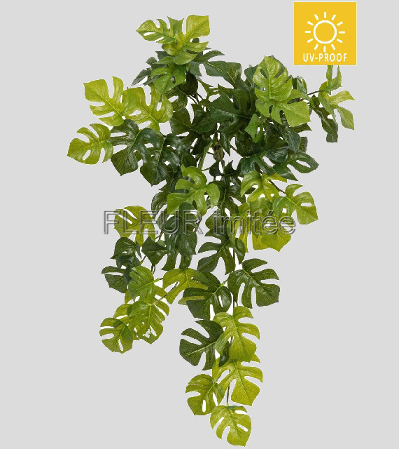 Mostera pop. 54cm UV  6/72