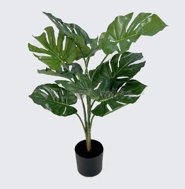 Monstera x10 76cm v květ.