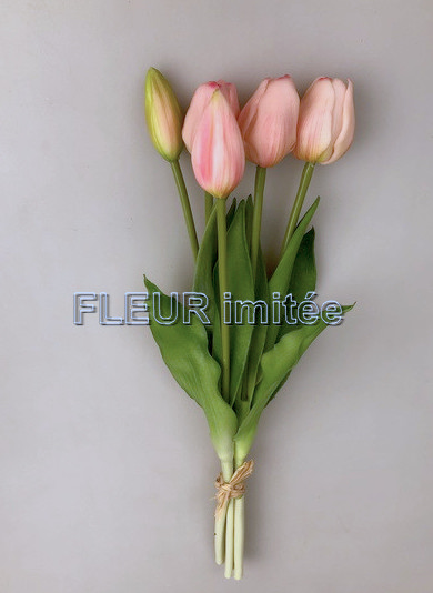 Tulipán x5 kyt. latex 36cm 12/48