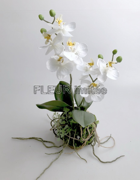 Orchidea v balu 45cm 12/24