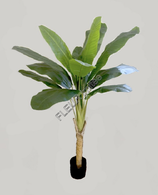 Banánovník 155cm latex   1/4