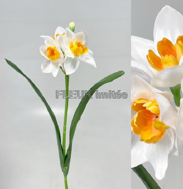 Narcis 3kv. 48cm 144/1152