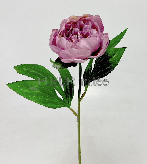 Pivoňka x 1 45cm 12/144