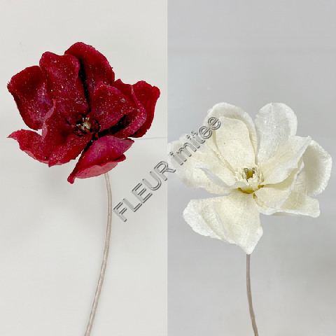 Magnolie ván.x1 25cm 12/72