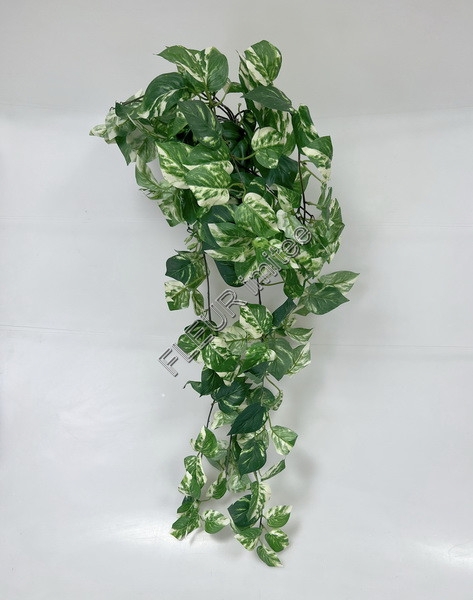 Pothos 88cm 6/36