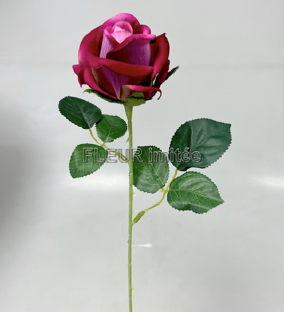 Růže x1 52cm velvet 24/288