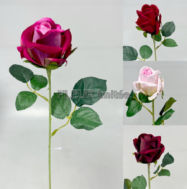 Růže x1 52cm velvet 24/288