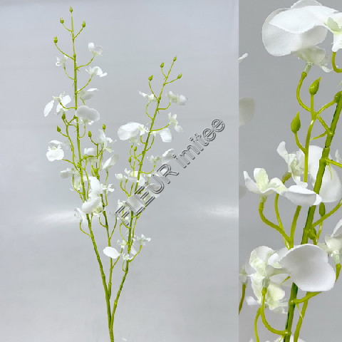 Orchidea  phal.mini 88cm 24/144