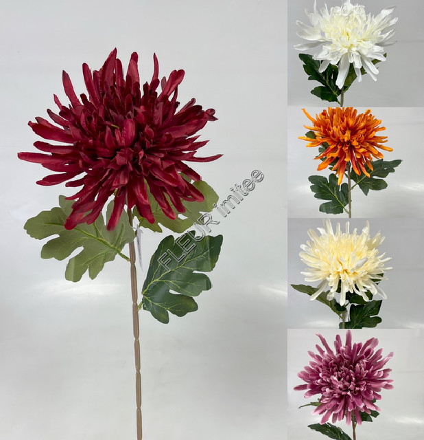 Chryzantéma x1 75cm 24/240