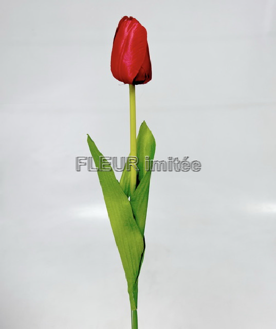 Tulipán x1 55cm 48/480