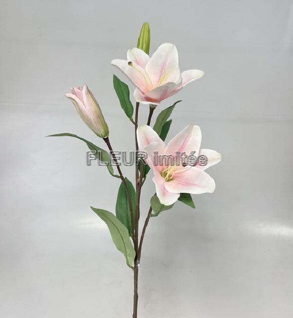 Lilie x3 80cm 12/72