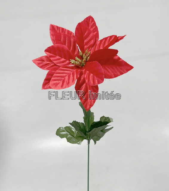 Poinsettia x1 50cm/ 15cm  12/