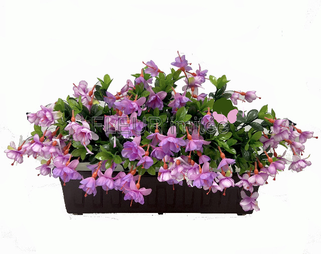 Truhlík fuchsie  60x35cm