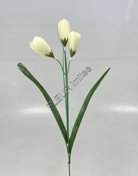 Crocus 46cm 3kv.96/1152