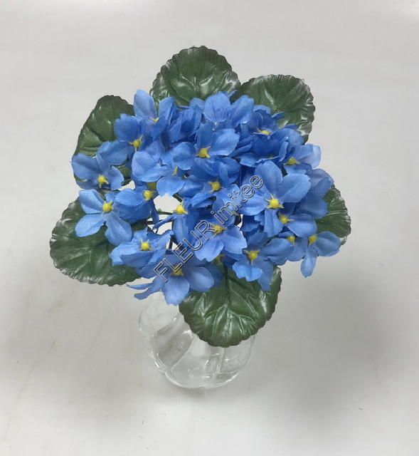 Saintpaulia 21cm  24/288